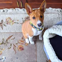 Lucy, a female Basenji for sale in California City, CA – Photo 3 of 3