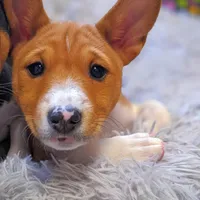 Lucy, a female Basenji for sale in California City, CA – Photo 2 of 3