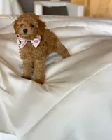 Serena, a female Goldendoodle for sale in California City, CA – Photo 4 of 5