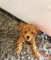 Serena, a female Goldendoodle for sale in California City, CA – Photo 3 of 5