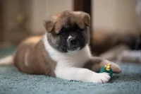 Flora, a female Akita for sale in California City, CA – Photo 5 of 6