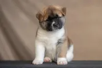 Flora, a female Akita for sale in California City, CA – Photo 4 of 6