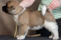 Flora, a female Akita for sale in California City, CA – Photo 6 of 6