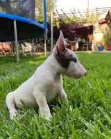 Copper, a male Bull Terrier for sale in California City, CA – Photo 3 of 5