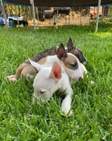Copper, a male Bull Terrier for sale in California City, CA – Photo 4 of 5
