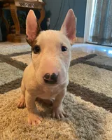 Copper, a male Bull Terrier for sale in California City, CA – Photo 2 of 5