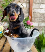 Tracy, a female Dachshund for sale in California City, CA – Photo 1 of 5