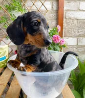 Tracy, a female Dachshund for sale in California City, CA – Photo 4 of 5