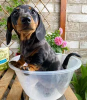 Tracy, a female Dachshund for sale in California City, CA – Photo 5 of 5