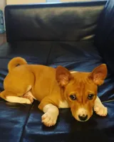 Rolie , a female Basenji for sale in California City, CA – Photo 3 of 3