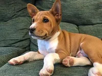 Rolie , a female Basenji for sale in California City, CA – Photo 2 of 3