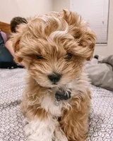 Sella, a female Maltipoo for sale in California City, CA – Photo 3 of 5