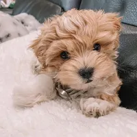 Sella, a female Maltipoo for sale in California City, CA – Photo 1 of 5