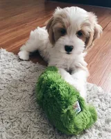 Albus, a male Cavapoo for sale in California City, CA – Photo 3 of 6