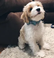 Albus, a male Cavapoo for sale in California City, CA – Photo 2 of 6