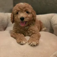 Astro, a male Goldendoodle for sale in California City, CA – Photo 4 of 6