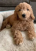 Astro, a male Goldendoodle for sale in California City, CA – Photo 2 of 6