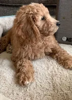 Astro, a male Goldendoodle for sale in California City, CA – Photo 3 of 6