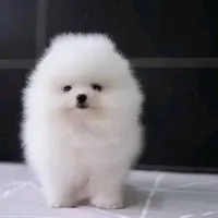 processed/99bc8ea3-9898-44d0-b7b6-3d8706462e63/listing/d59fb661-28e9-4650-84de-e4508ddada44/e4f70bf4-3fce-424a-a298-356fe3962f70