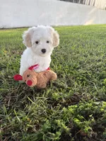 Flower, a female Maltipoo for sale in Paramount, CA – 4 of 7