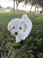 Flower, a female Maltipoo for sale in Paramount, CA – 7 of 7