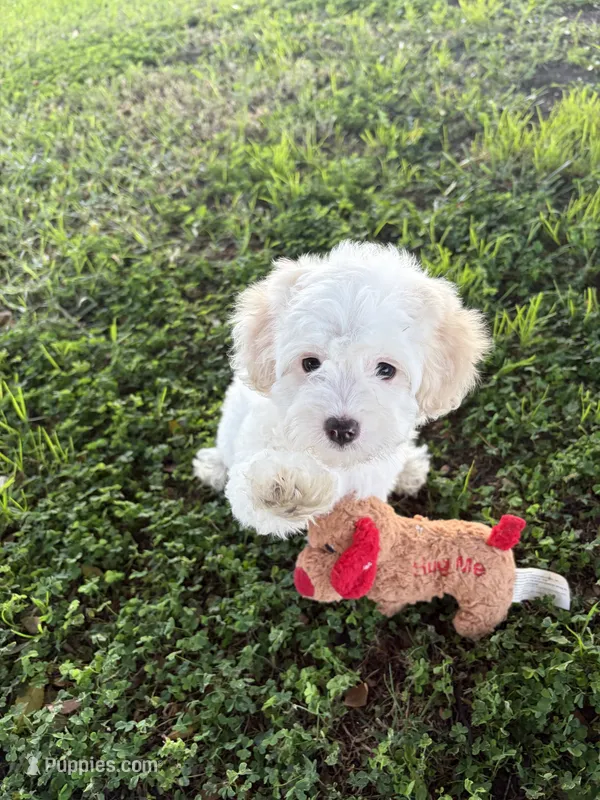 Flower – Maltipoo puppy for sale in Paramount, CA