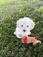 Flower, a female Maltipoo for sale in Paramount, CA – 1 of 7
