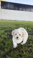 Flower, a female Maltipoo for sale in Paramount, CA – 2 of 7
