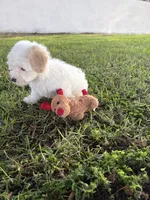 Flower, a female Maltipoo for sale in Paramount, CA – 3 of 7