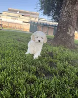 Flower, a female Maltipoo for sale in Paramount, CA – 5 of 7