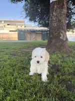 Flower, a female Maltipoo for sale in Paramount, CA – 6 of 7