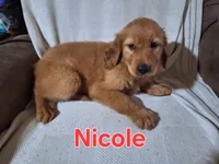 Nicole , a female Golden Retriever and Irish Setter for sale in Sylvester, GA – 3 of 4