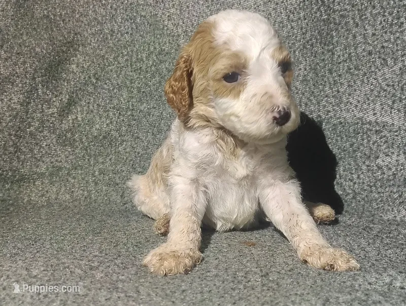 Max – Poodle - Standard  puppy for sale in Sylvester, GA