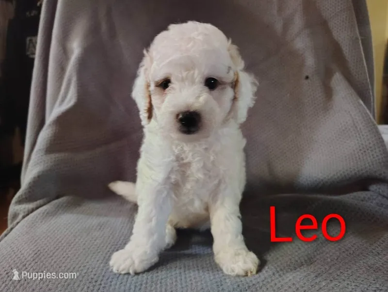 Leo – Cockapoo puppy for sale in Sylvester, GA