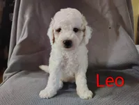Leo, a male Cockapoo for sale in Sylvester, GA – 1 of 4