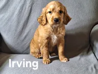 Irving(mini), a male Irish Doodle and Double Doodle for sale in Sylvester, GA – Photo 3 of 4