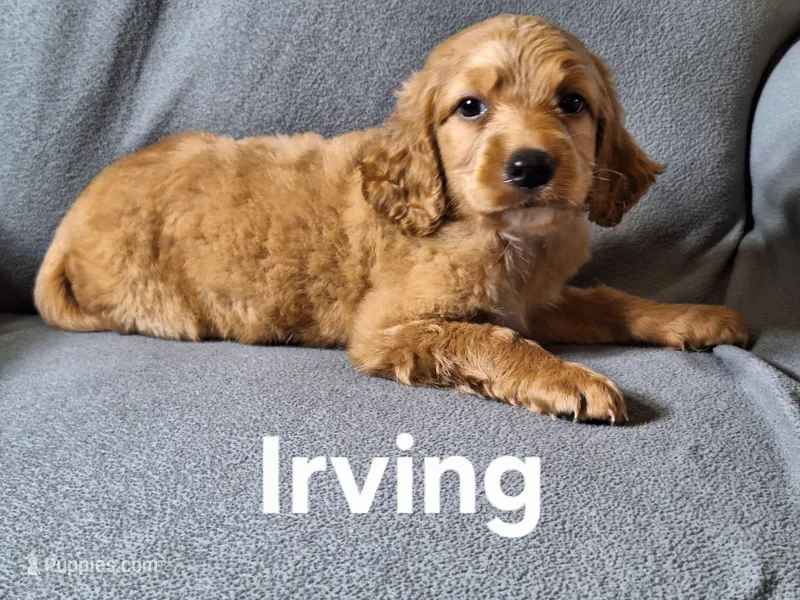 Irving(mini) – Irish Doodle, Double Doodle puppy for sale in Sylvester, GA