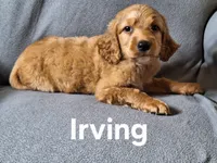 Irving(mini), a male Irish Doodle and Double Doodle for sale in Sylvester, GA – Photo 1 of 4