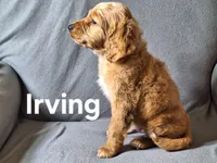 Irving(mini), a male Irish Doodle and Double Doodle for sale in Sylvester, GA – Photo 4 of 4