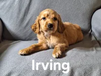 Irving(mini), a male Irish Doodle and Double Doodle for sale in Sylvester, GA – Photo 2 of 4