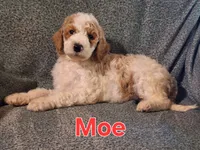 Moe, a male Poodle - Standard  for sale in Sylvester, GA – 2 of 4
