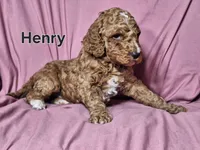 Henry, a male Poodle - Standard  for sale in Sylvester, GA – Photo 2 of 4