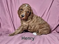 Henry, a male Poodle - Standard  for sale in Sylvester, GA – Photo 3 of 4