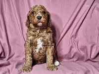 Henry, a male Poodle - Standard  for sale in Sylvester, GA – Photo 4 of 4