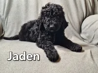 Jalen (f1bb), a male Labradoodle for sale in Sylvester, GA – 2 of 4