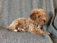 THE Duke mini, a male Irish Doodle for sale in Sylvester, GA – Photo 4 of 4