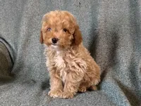 THE Duke mini, a male Irish Doodle for sale in Sylvester, GA – Photo 3 of 4
