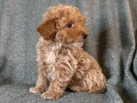 THE Duke mini, a male Irish Doodle for sale in Sylvester, GA – Photo 2 of 4