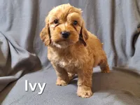 Ivey (mini), a female Irish Doodle for sale in Sylvester, GA – Photo 3 of 4