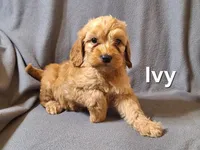 Ivey (mini), a female Irish Doodle for sale in Sylvester, GA – Photo 1 of 4